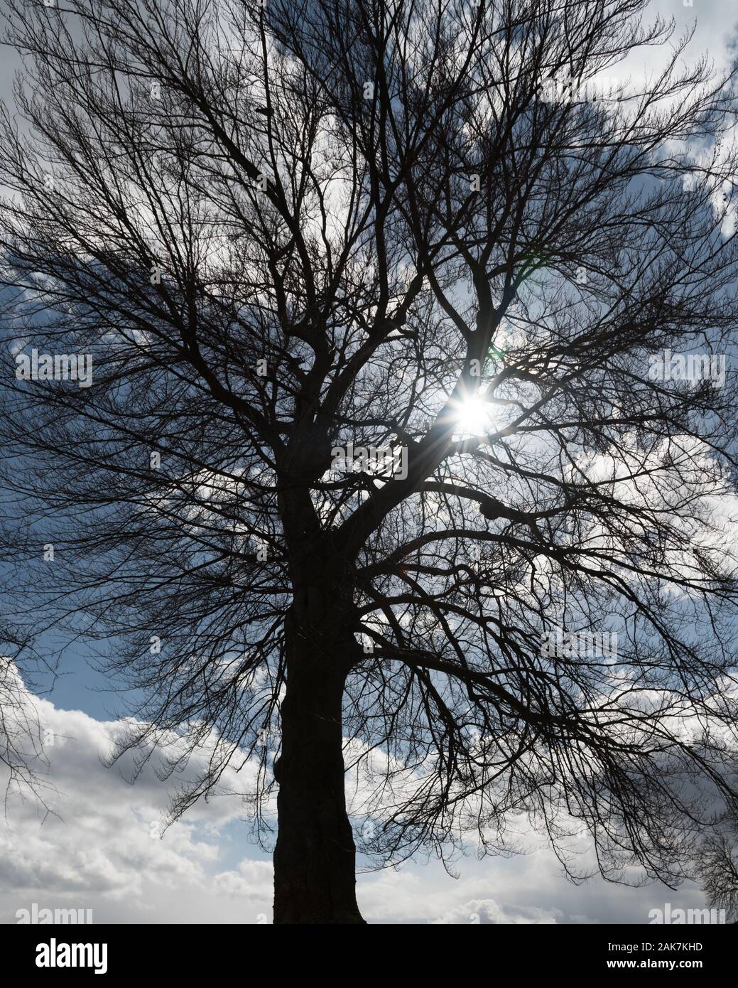 Silhouette of a single large tree with a blue sky Stock Photo - Alamy