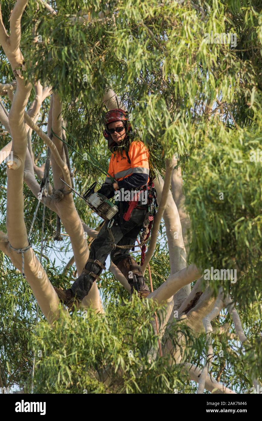 Eucalyptus Tree Exploding Australia at Lucille Stone blog