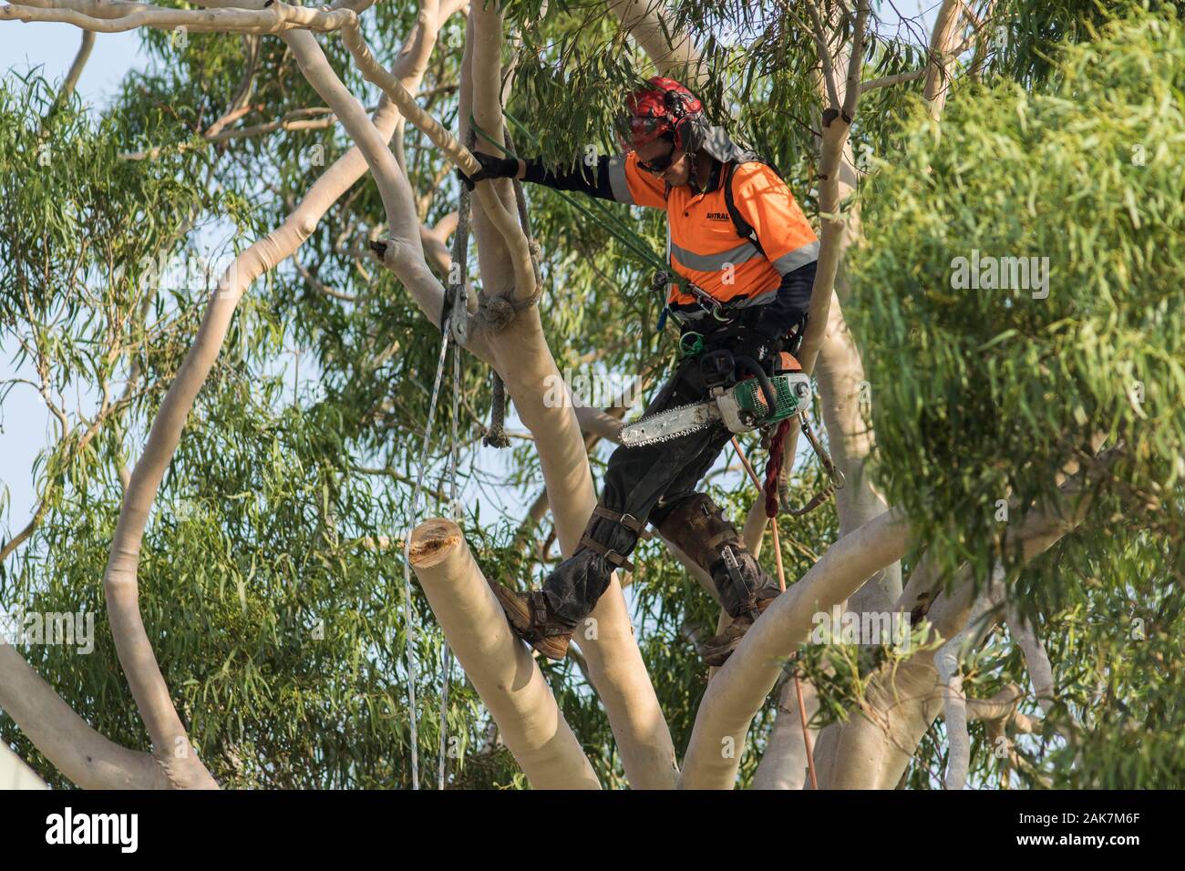 Adelaide, Australia. 8 January 2020. A professional tree surgeon