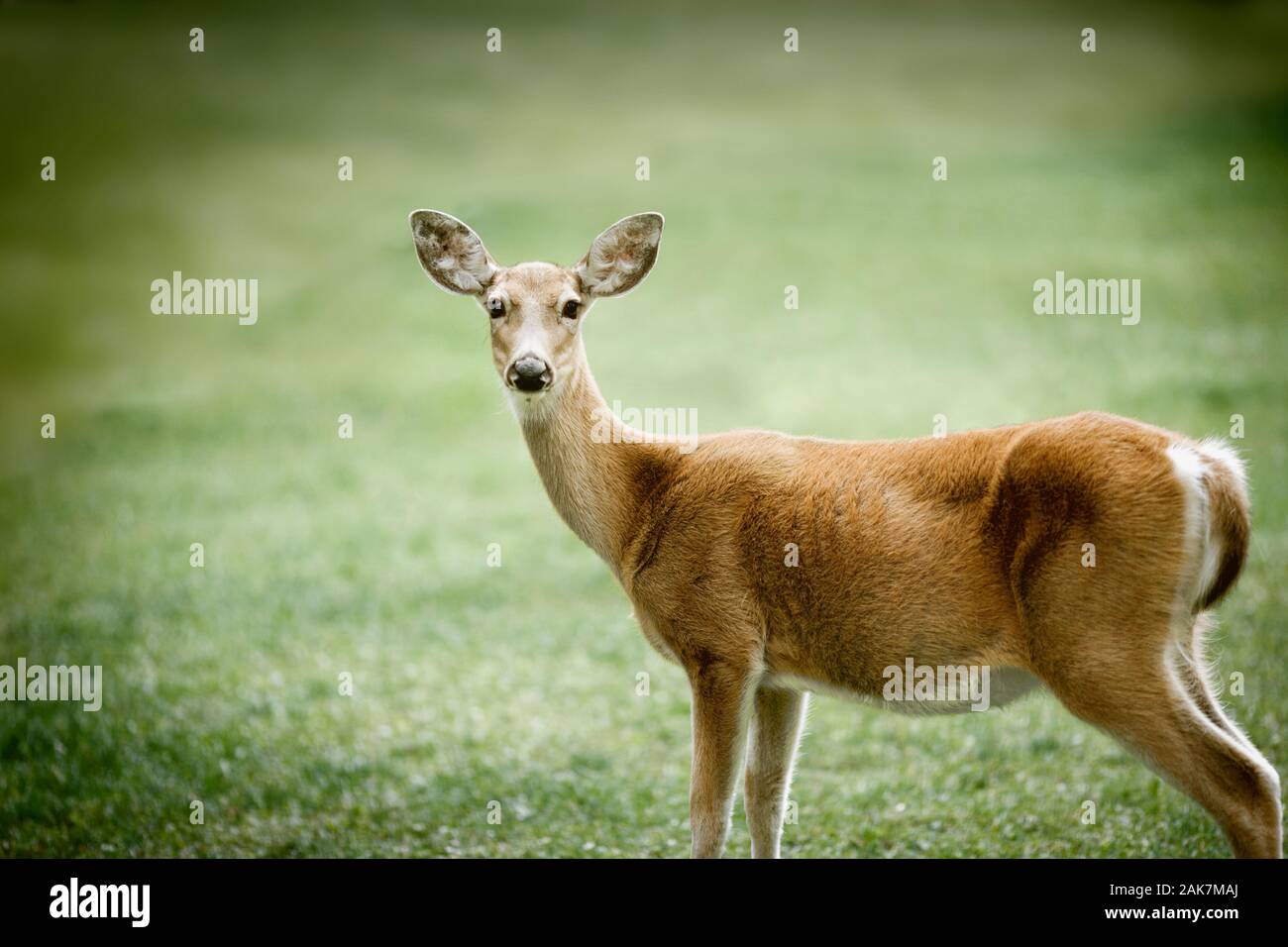 Doe, a deer, a female deer Stock Photo Alamy