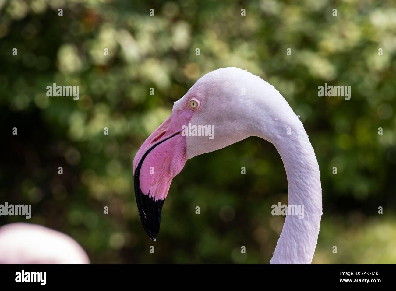 Head of a flamingo in the zoo Stock Photo