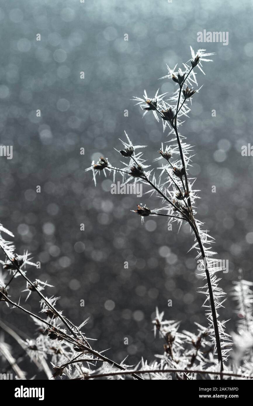 Frost on plant at Abernethy forest in Scotland. Stock Photo