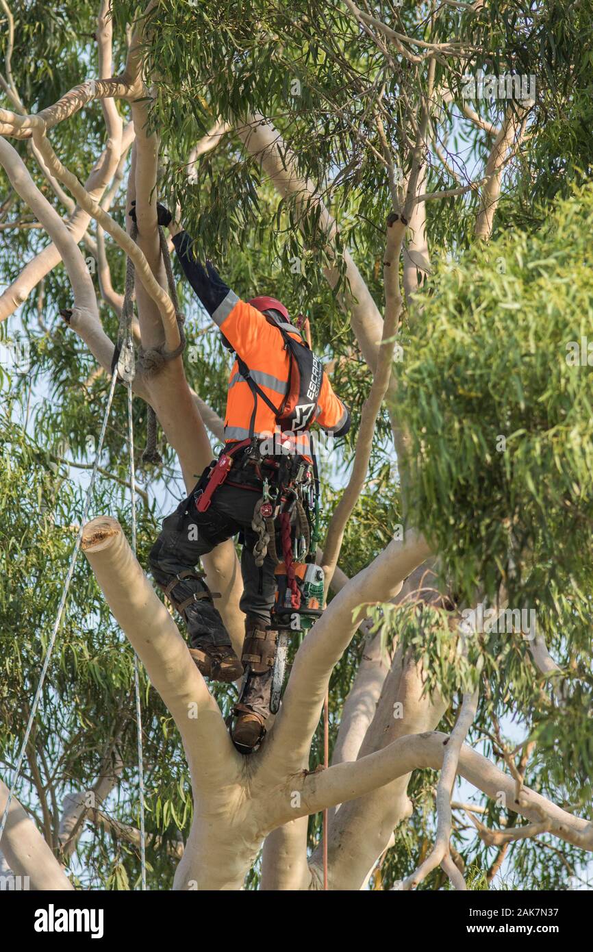 Adelaide, Australia. 8 January 2020. A profeesional tree surgeon