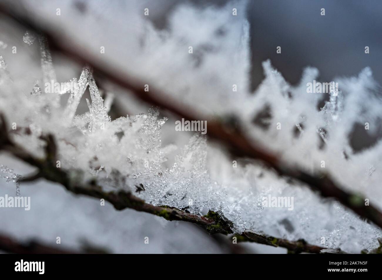 Frost on Scots Pine at Abernethy forest in Scotland. Stock Photo