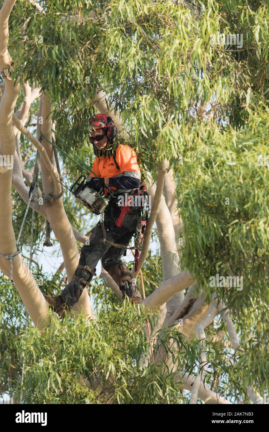 Adelaide, Australia. 8 January 2020. A profeesional tree surgeon