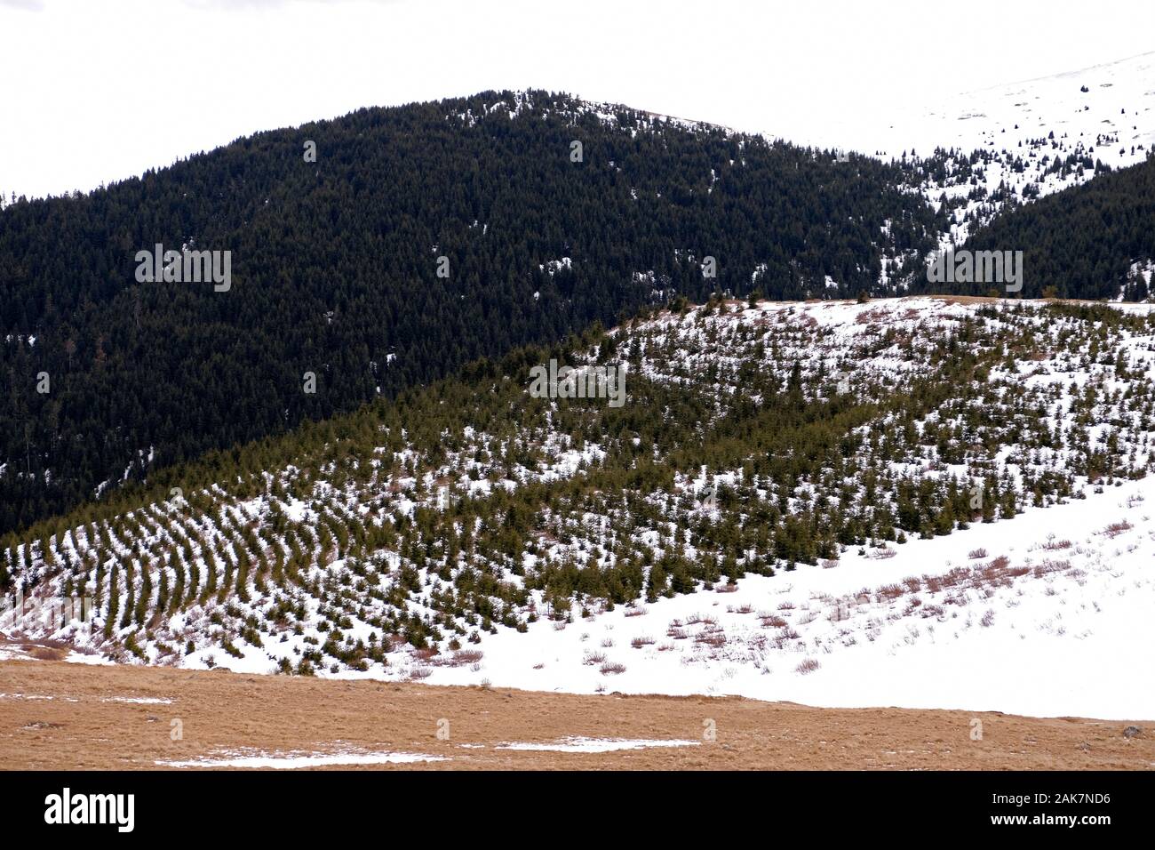 afforestation work on trabzon honefter plateau Stock Photo