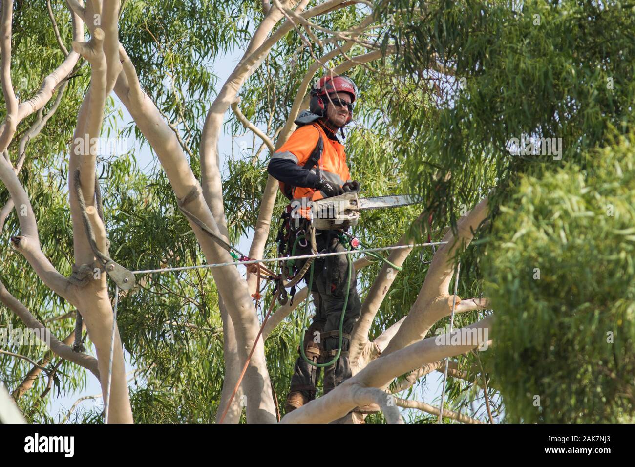 Pruning eucalyptus hires stock photography and images Alamy