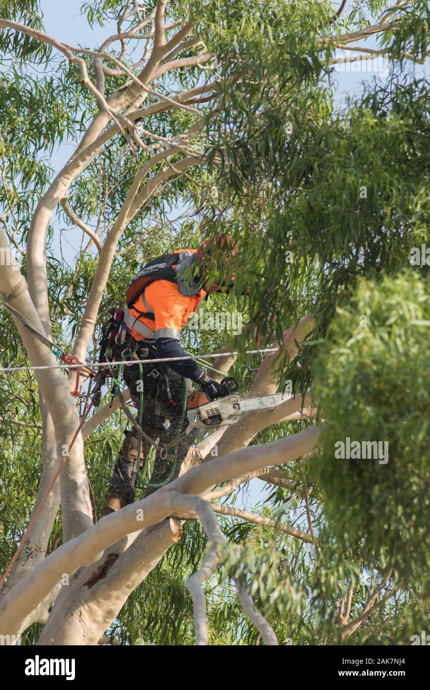 Flammable bark hires stock photography and images Alamy