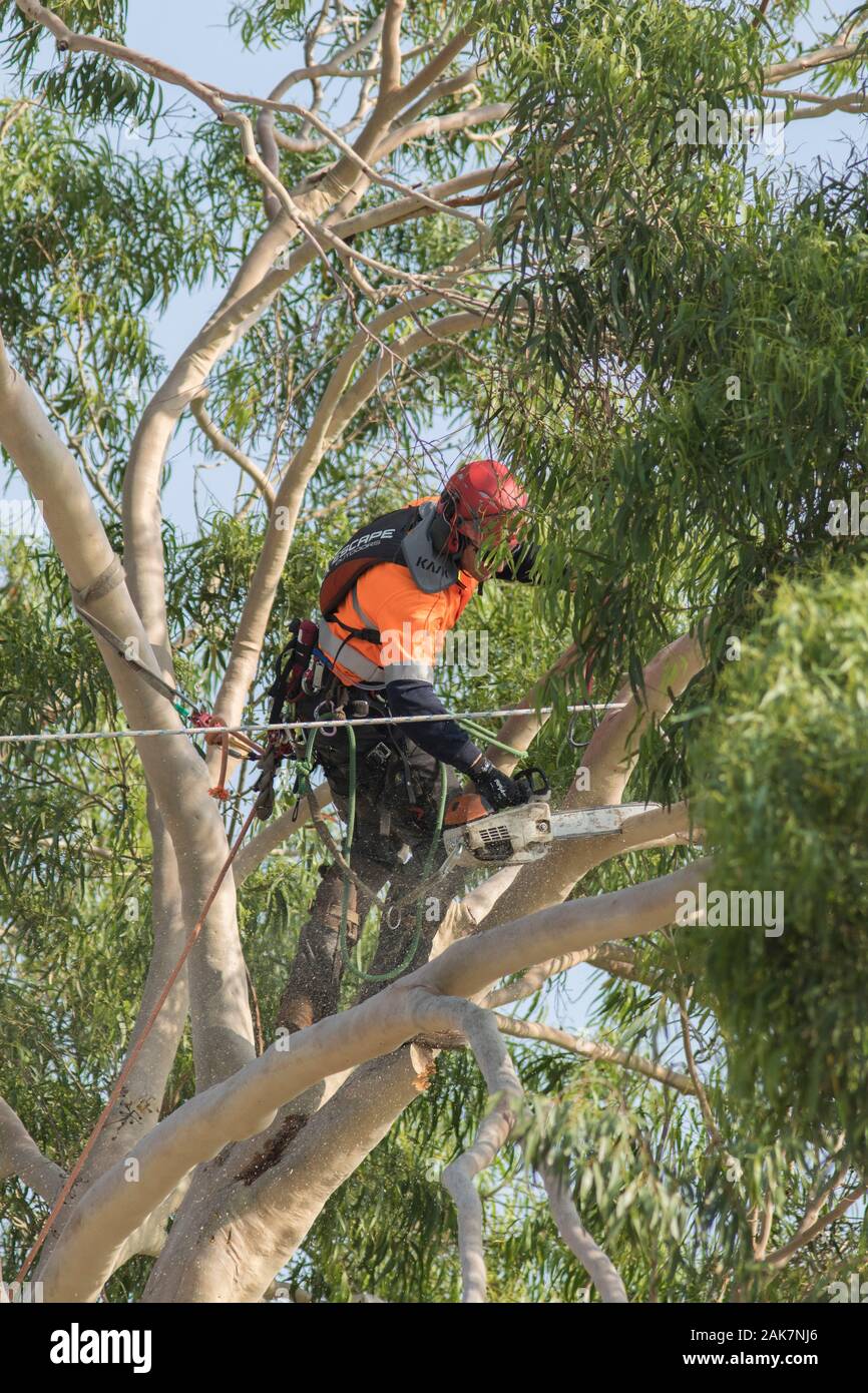 Adelaide, Australia. 8 January 2020. A profeesional tree surgeon (arborist) cutting the branches