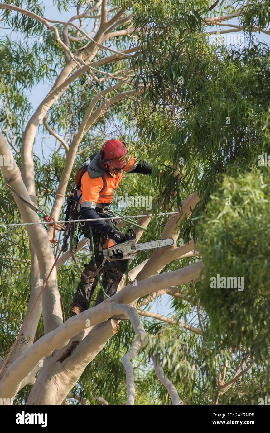 Pruning eucalyptus hires stock photography and images Alamy