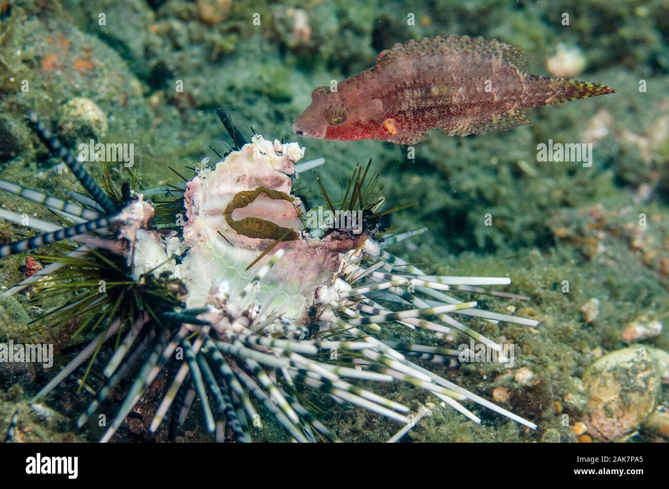 Feeding Doublespot Wrasse, Oxycheilinus bimaculatus, Labridae Family, eating Double-spined Urchin (Echinothrix calamaris, Diadematidae Family, Sedam d Stock Photo