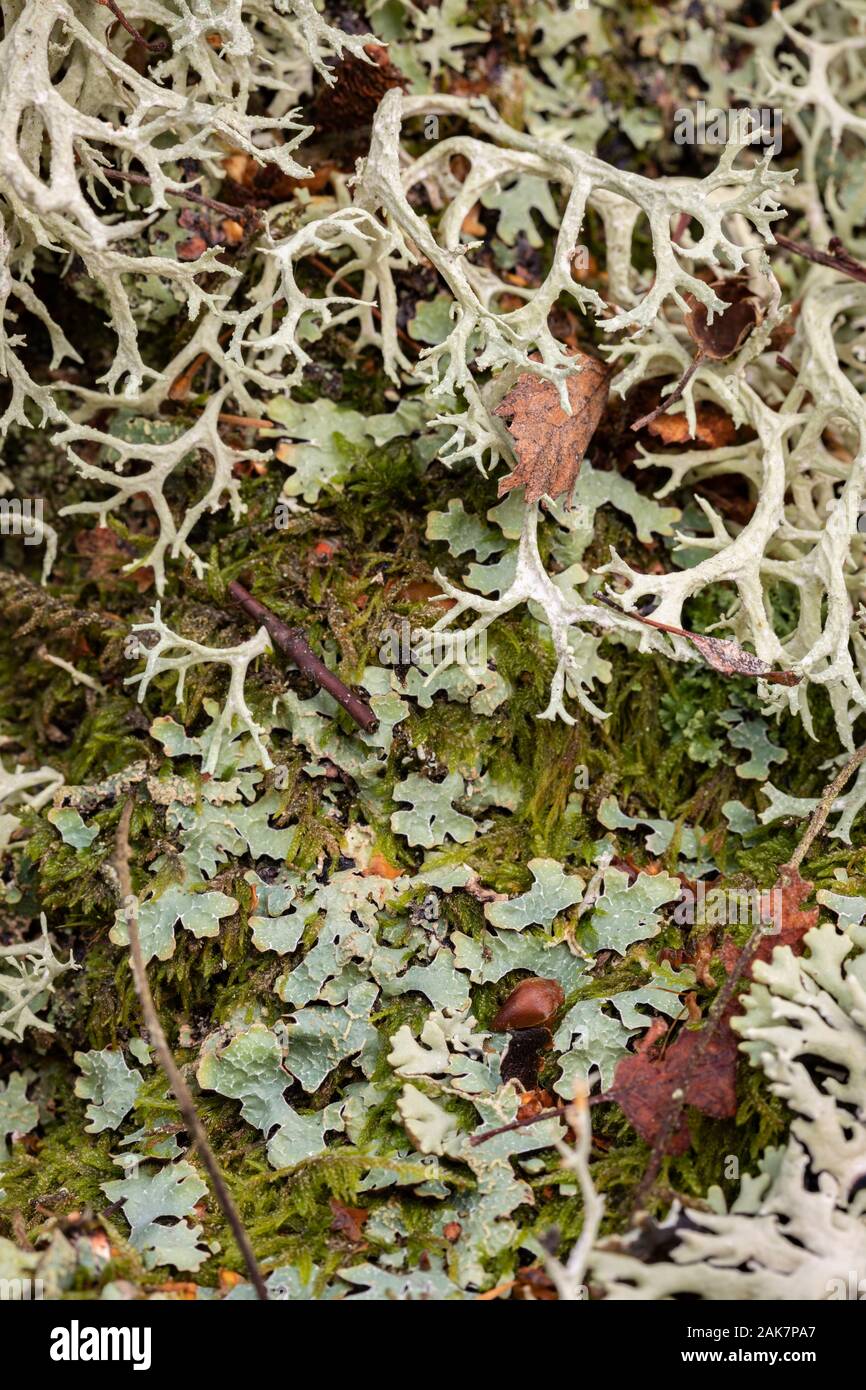 Cladonia portentosa in Caledonian forest in the Cairngorms National Park of Scotland. Stock Photo