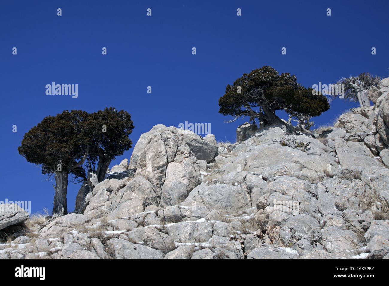 juniper trees growing between rocks in Antalya Stock Photo