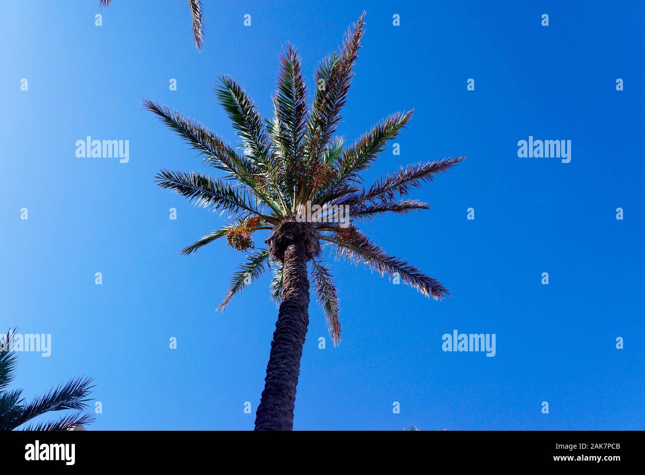 PALM TREE, SAN JUAN, ALICANTE. Stock Photo