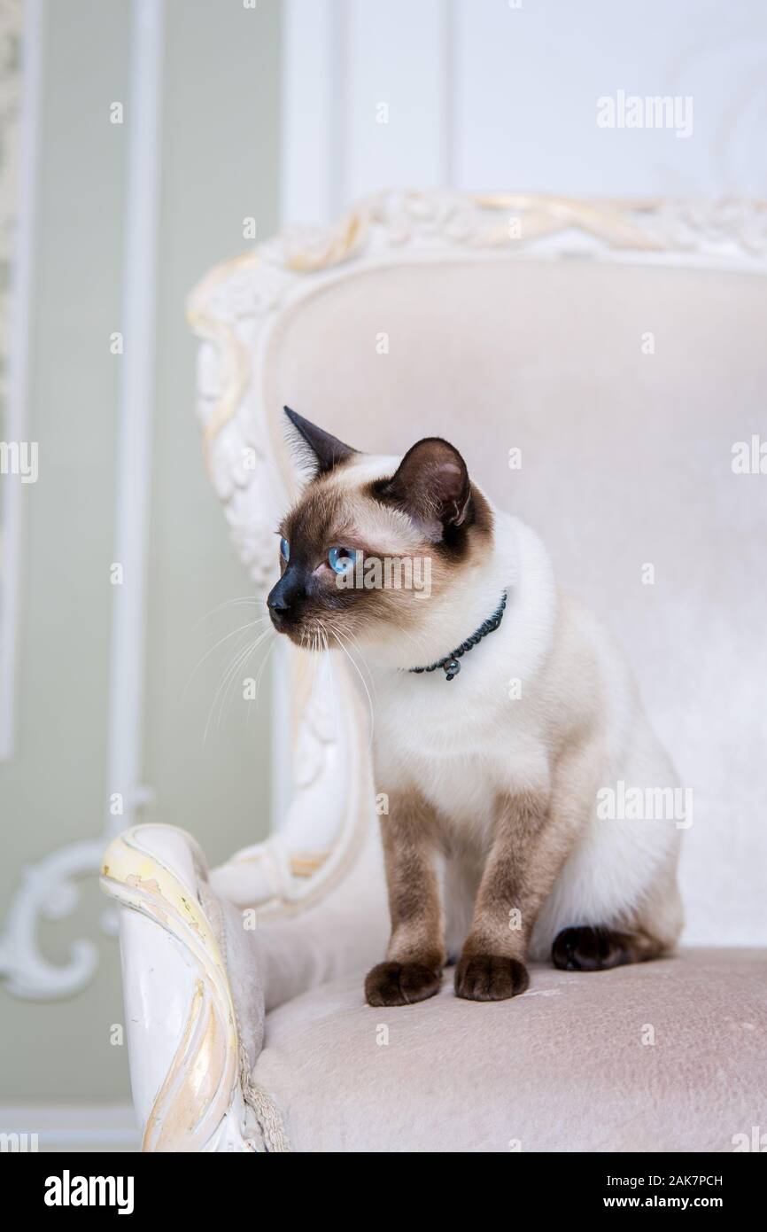 Siamese cat cheap jewelry