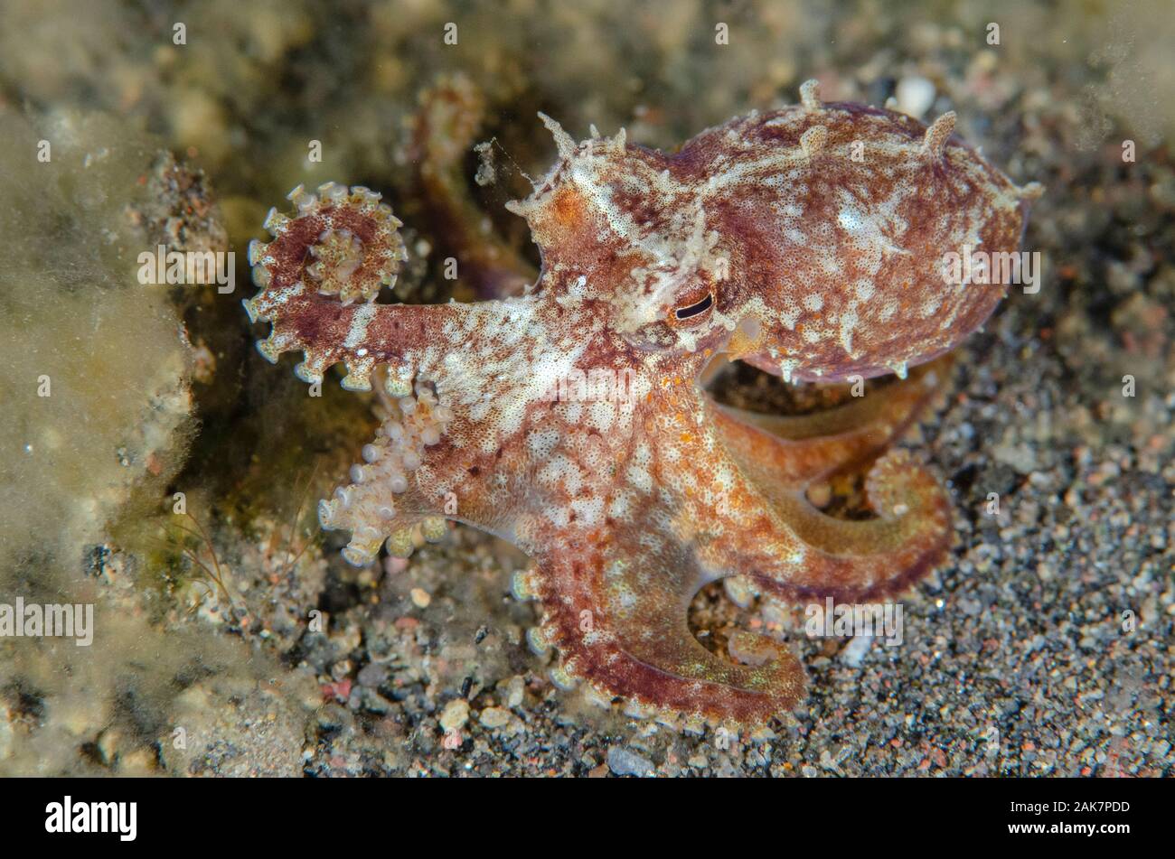 Octopodidae hires stock photography and images Alamy
