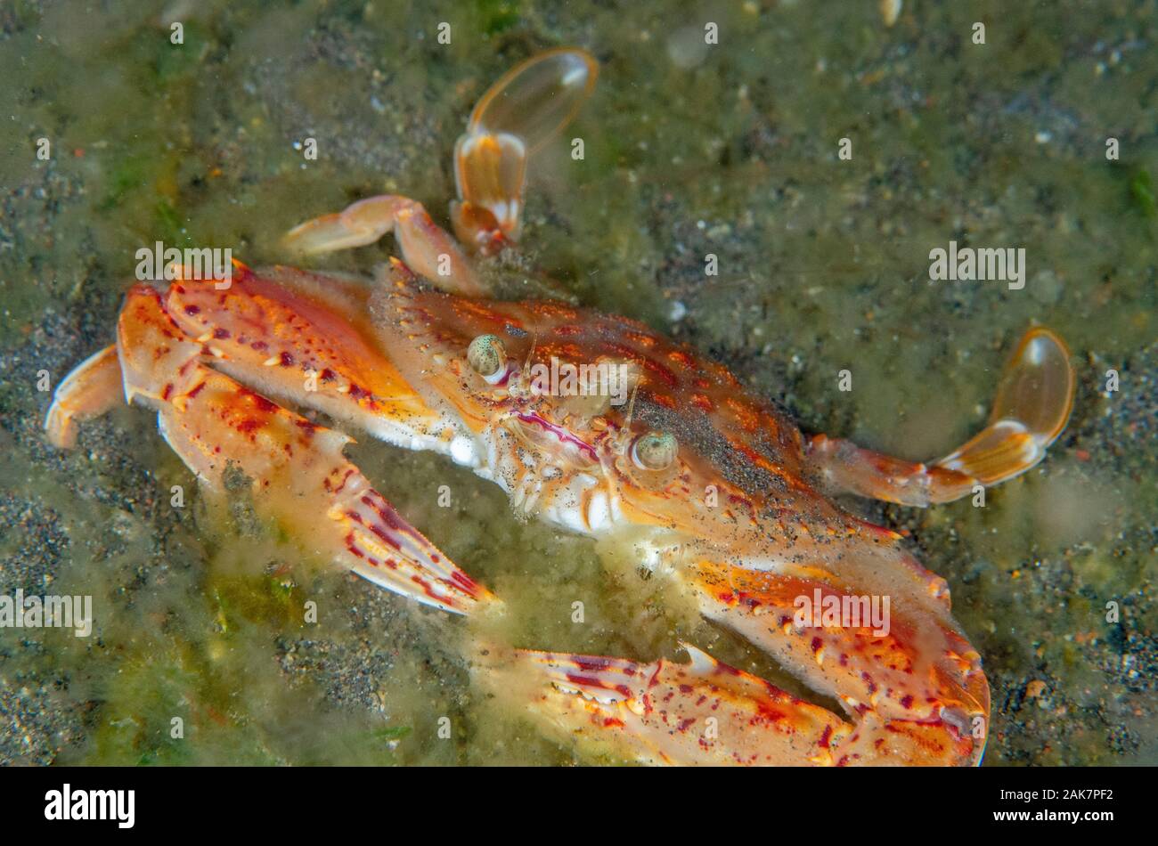 Swimming Crab, Portunus sp, Portunidae Family, on algae on sand, night dive, Melasti dive site, Amed, Bali, Indonesia, Indian Ocean Stock Photo