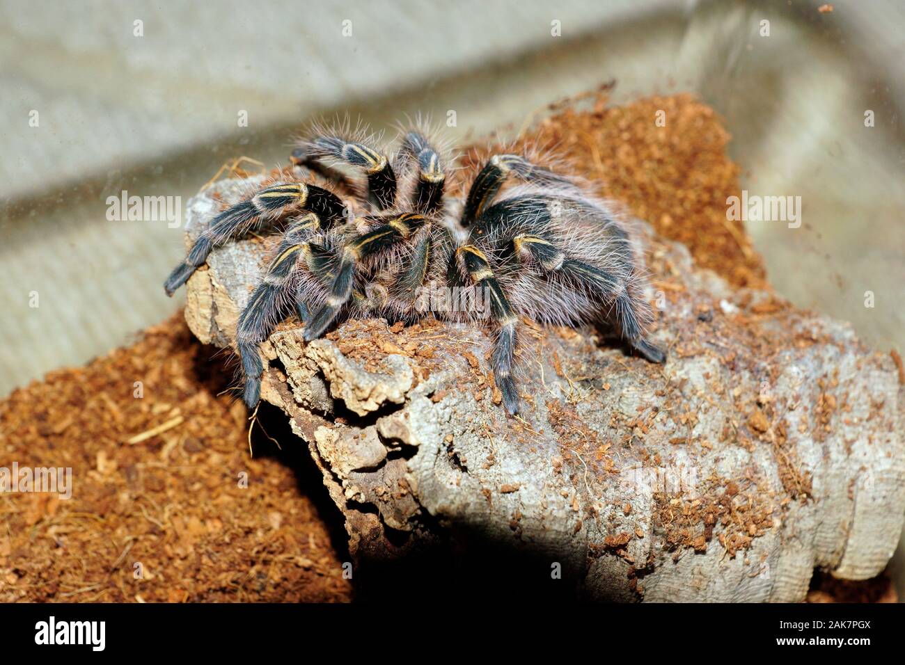 CHACO GOLDEN KNEE TARANTULA (GRAMMOSTOLA PULCHRIPES) Stock Photo