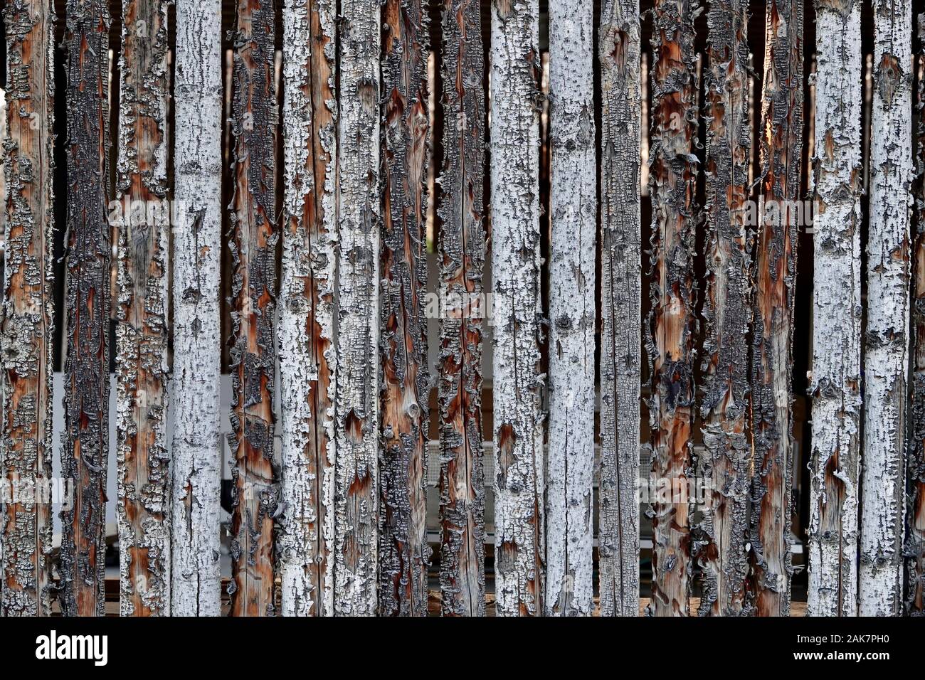Timber cut from a tree form a wall. Stock Photo