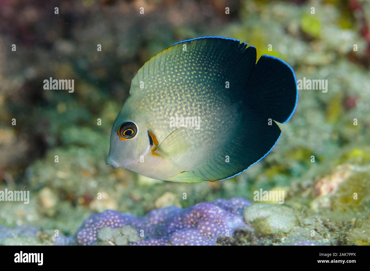 Pearl-scaled Angelfish | Centropyge vroliki, Pomacanthidae Family, Palong-palong dive site, Tulamben, Bali, Indonesia, Indian Ocean Stock Photo