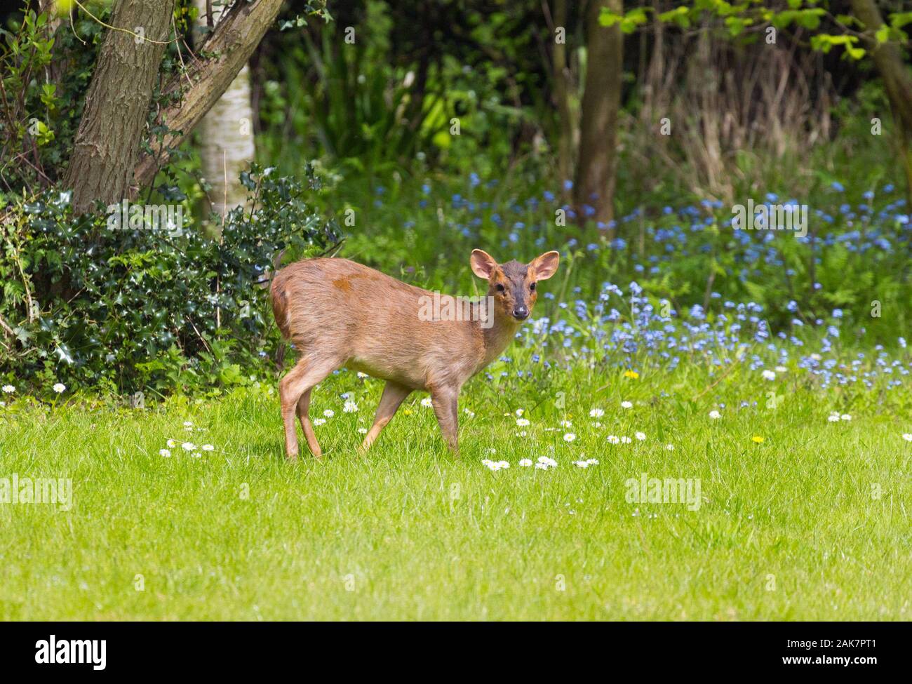 Muntjac deer in Suffolk, UK Stock Photo