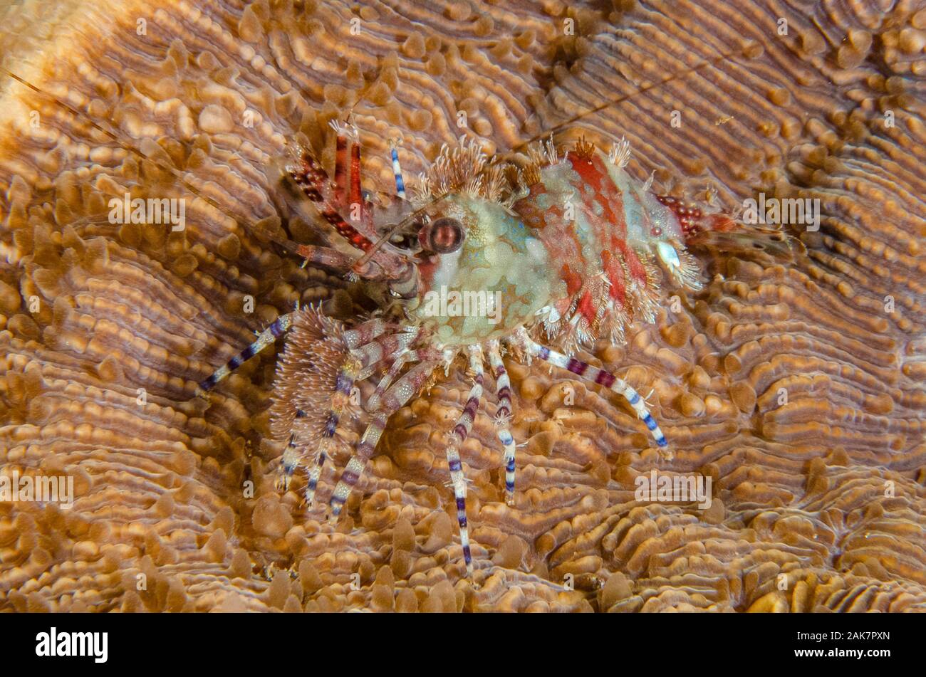 Saron Shrimp, Saron marmoratus, Hippolytidae Family, on coral, night dive, Pyramids dive site, Amed, Bali, Indonesia, Indian Ocean Stock Photo