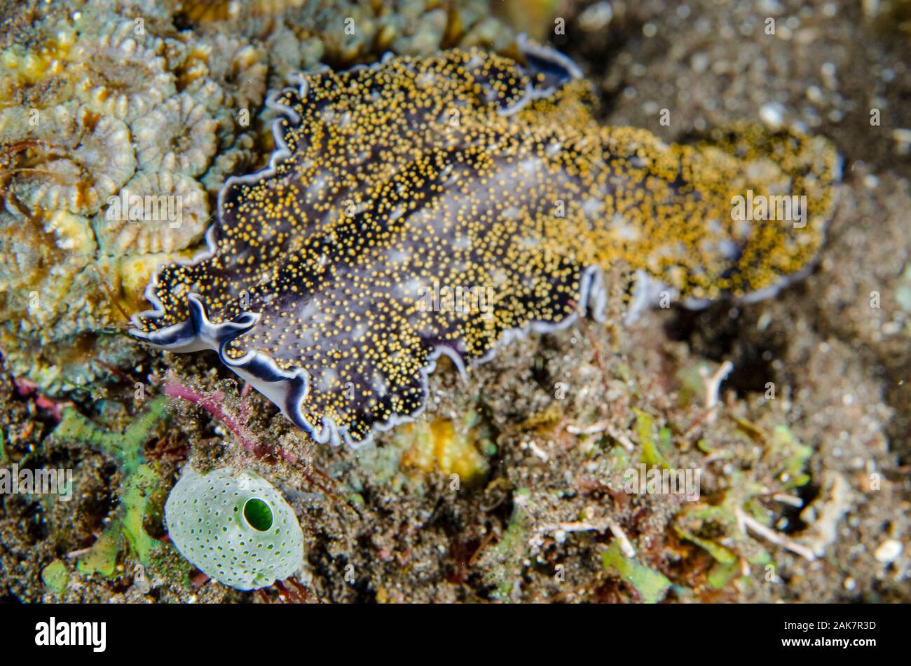 Spangled Flatworm, Acanthozoon sp, Pseudocerotidae Family, night dive, Pyramids dive site, Amed, Bali, Indonesia, Indian Ocean Stock Photo