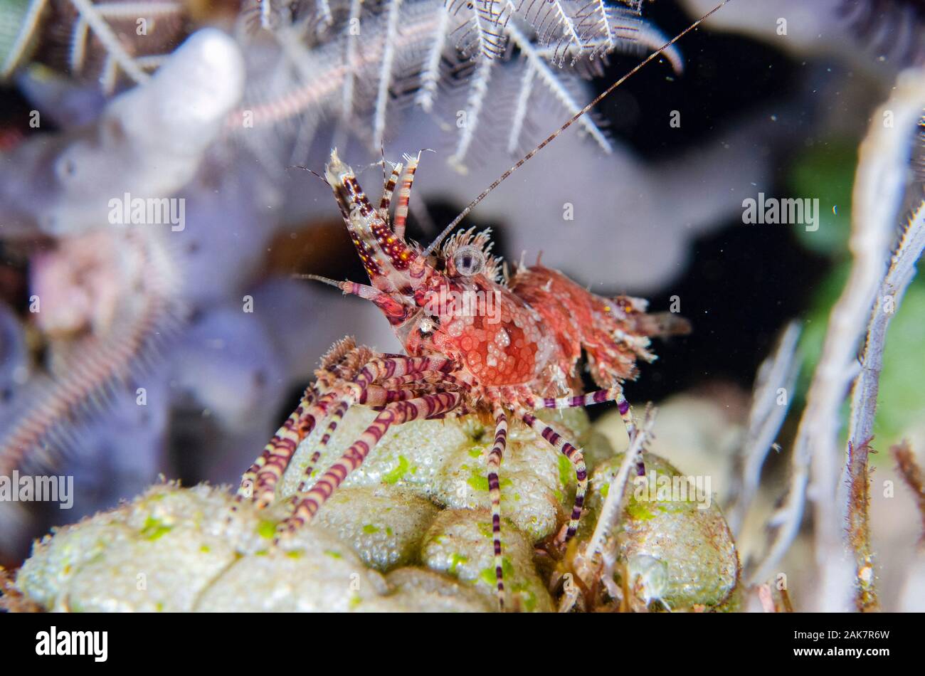 Saron Shrimp, Saron marmoratus, Hippolytidae Family, night dive, Pyramids dive site, Amed, Bali, Indonesia, Indian Ocean Stock Photo
