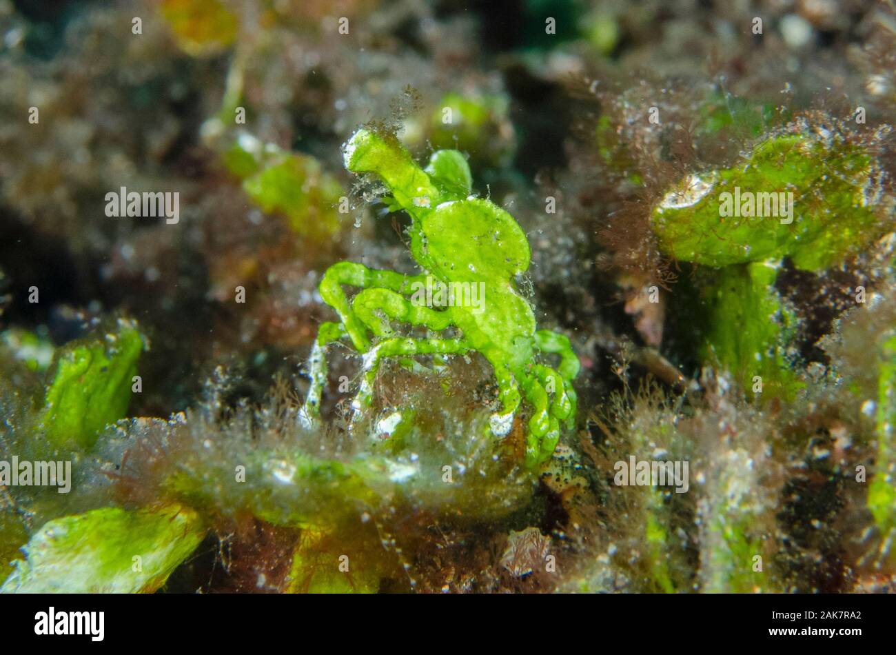 Green Arrowhead Crab, Huenia heraldica, Epialtidae Family, Monkey Reef dive site, Tulamben, Bali, Indonesia, Indian Ocean Stock Photo