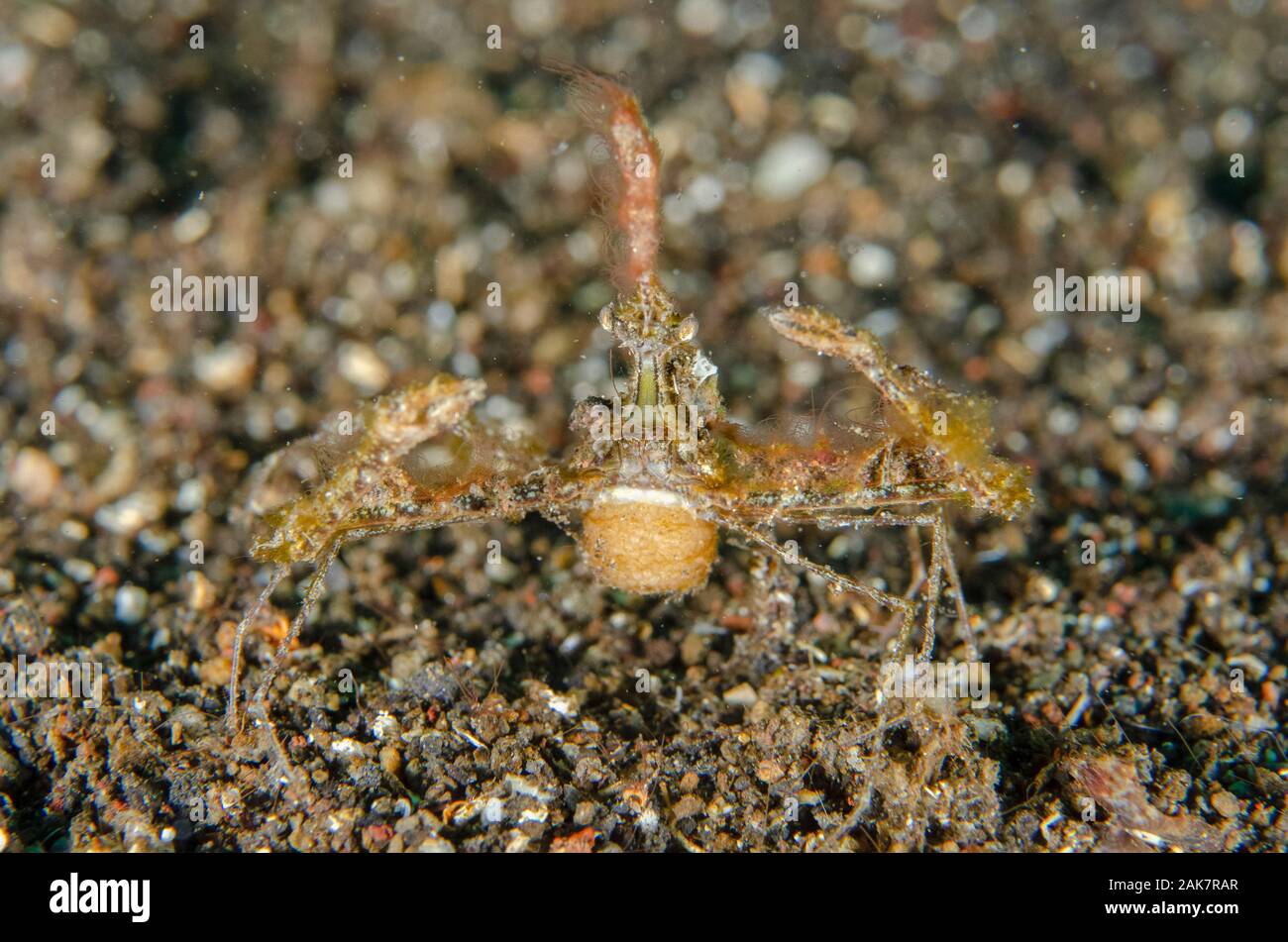 Decorator Crab with eggs, Majoidea Superfamily, Decapoda Order, Monkey Reef dive site, Tulamben, Bali, Indonesia, Indian Ocean Stock Photo