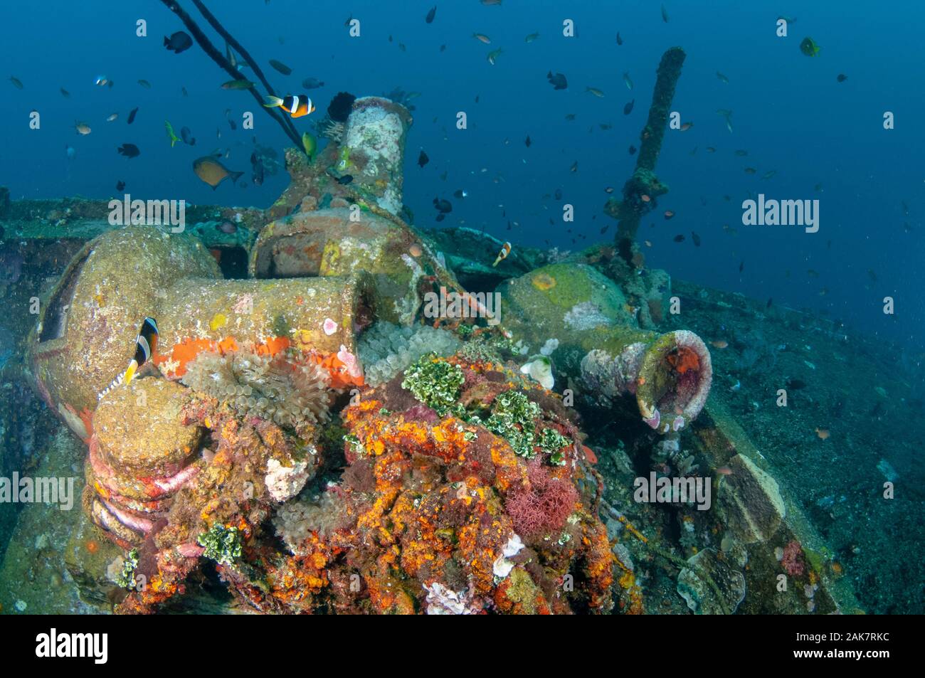 Broken vases and anemones on wreck, Boga Wreck dive site, Tulamben, Bali, Indonesia, Indian Ocean Stock Photo