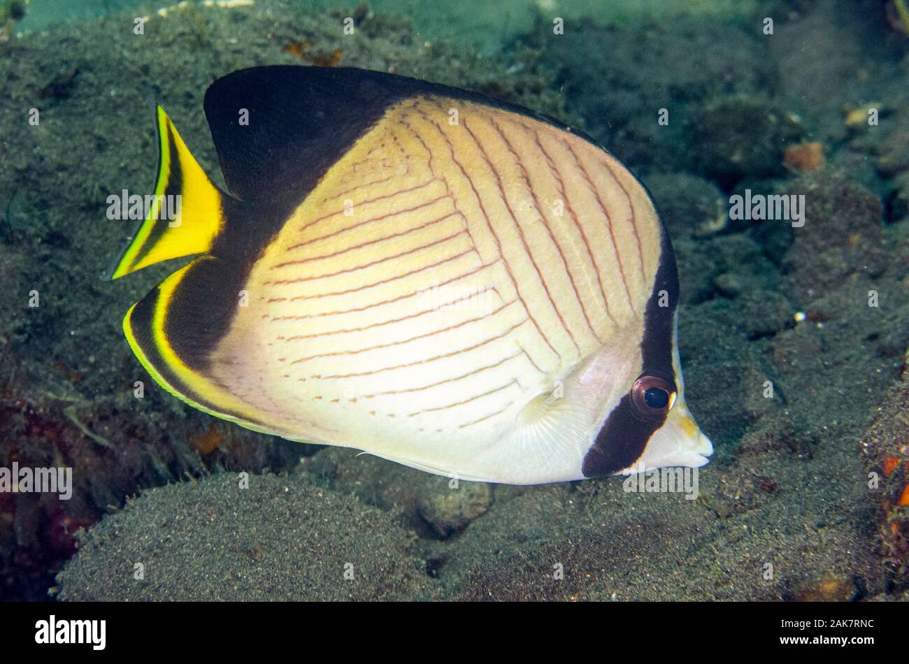 Indian Fagabond Butterflyfish, Chaetodon decussatus, Chaetodontidae Family, USAT Liberty Wreck dive site, Tulamben, Bali, Indonesia, Indian Ocean Stock Photo