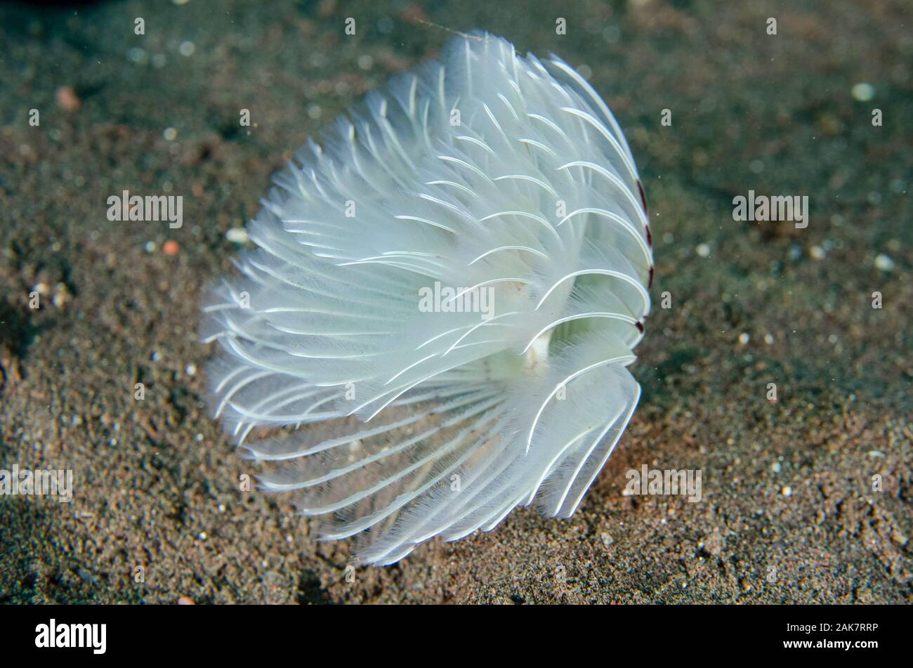 Feathery Duster Worm | Sabellastarte sp, Sabellidae Family, filter feeding, Dropoff dive site, Tulamben, Bali, Indonesia, Indian Ocean Stock Photo