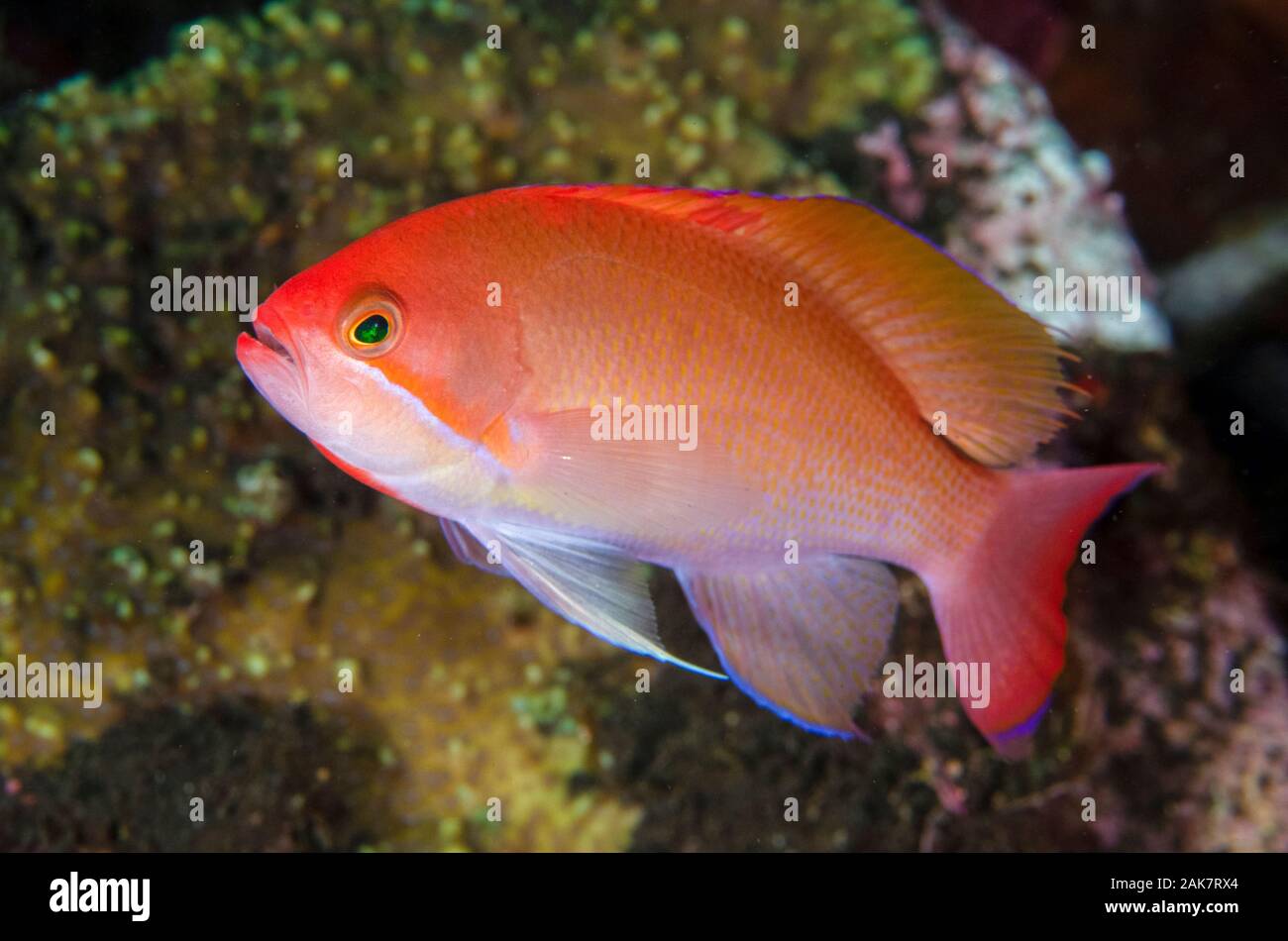 Stocky Anthias, Pseudanthias hypselosoma, Serranidae Family, with long dorsal fin, Dropoff dive site, Tulamben, Bali, Indonesia, Indian Ocean Stock Photo