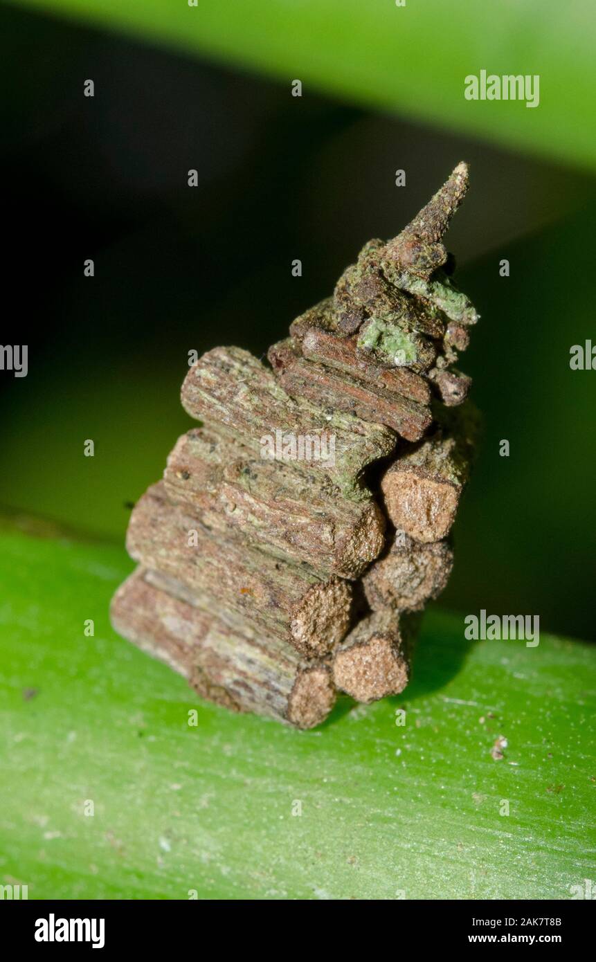 Bagworm Moth, Psychidae Family, with case or bag made of small twigs or logs on stem, Klungkung, Bali, Indonesia Stock Photo