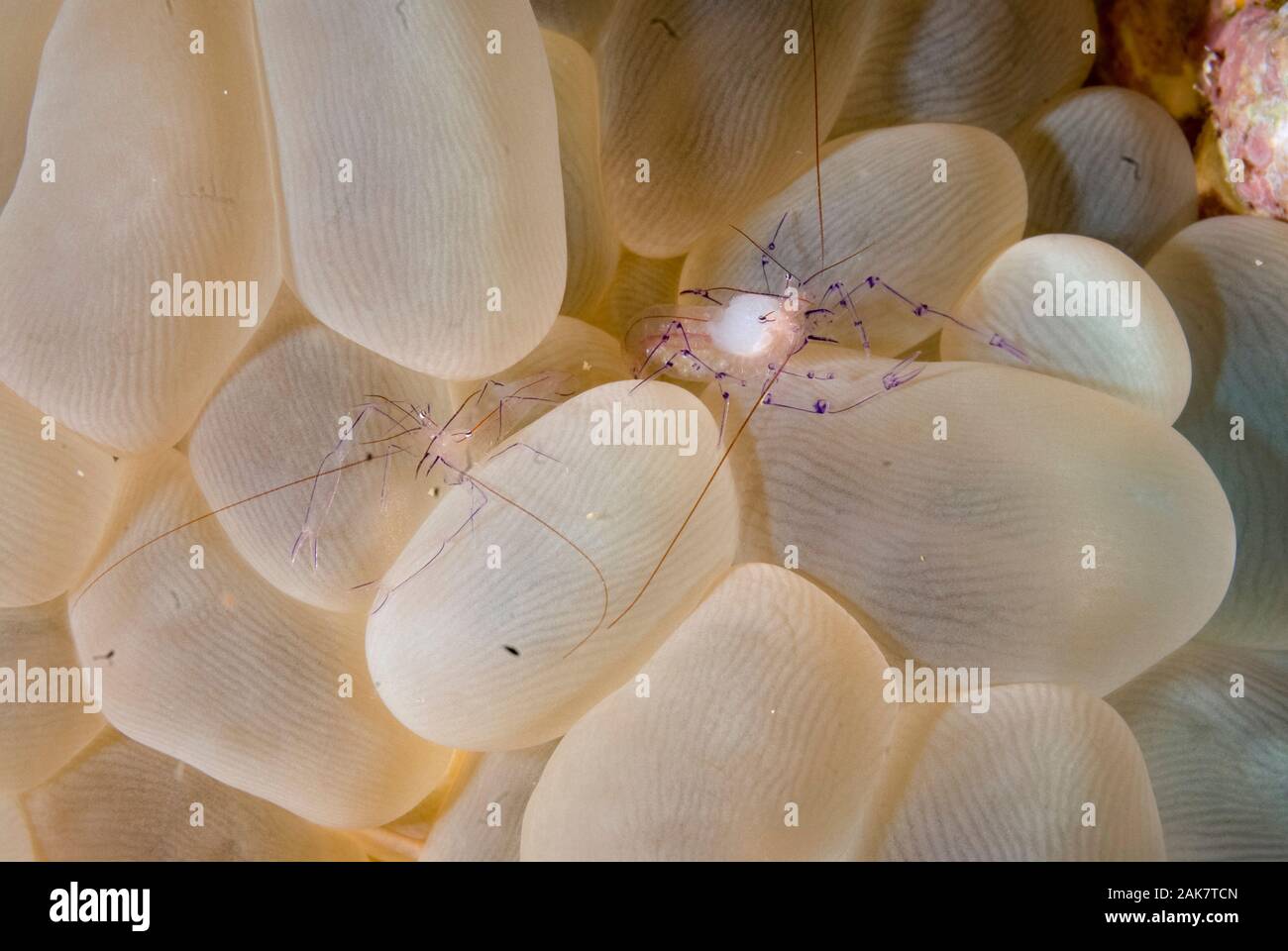 Pair of Bubble Coral Shrimps, Vir philippinensis, Palaemonidae Family, on Bubble Coral, Plerogyra sinuosa, Scleractinia incertae sedis Family, Jiko Ya Stock Photo