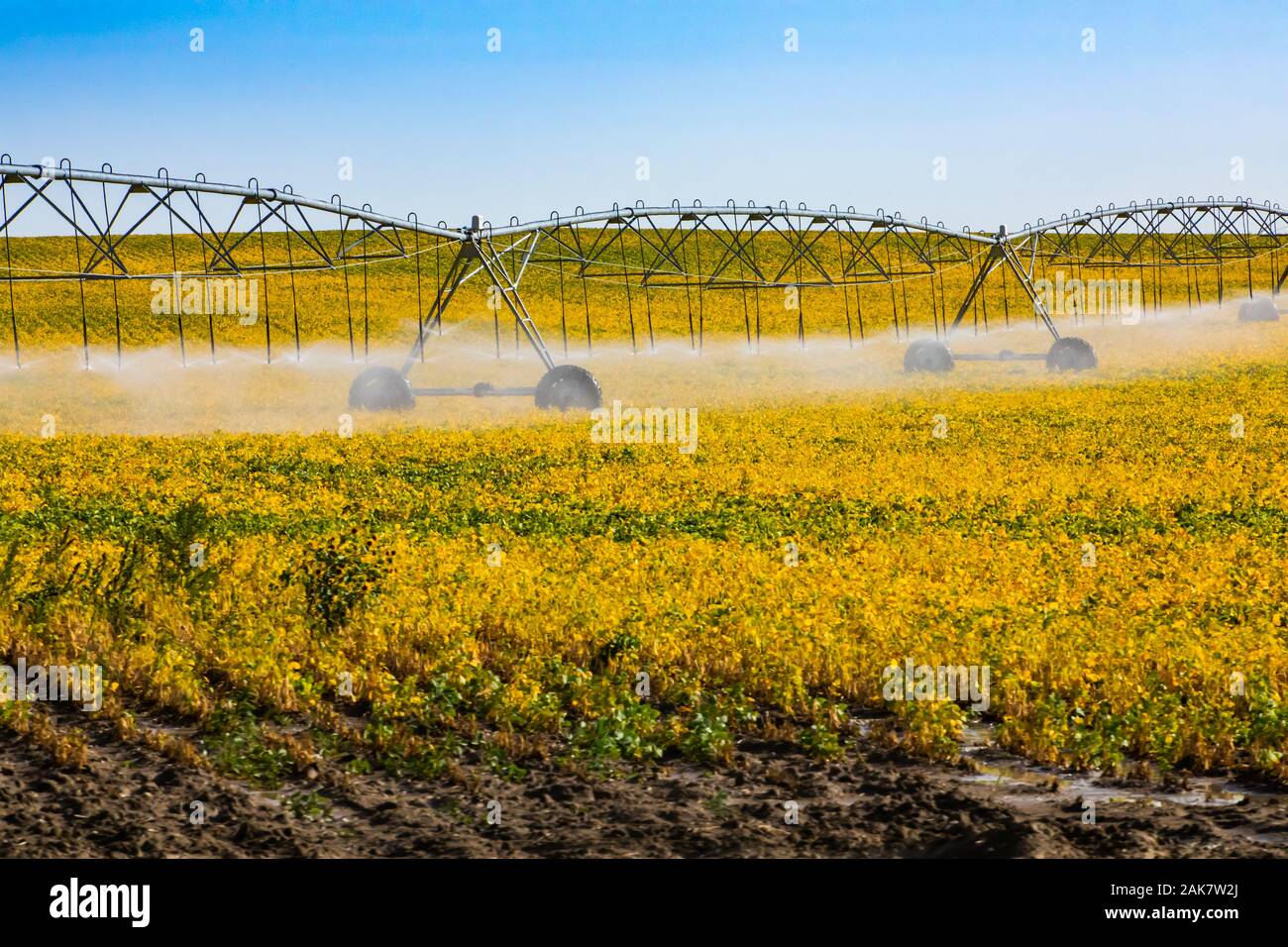 A wide angle view of a center pivot water irrigation system, sprinkler