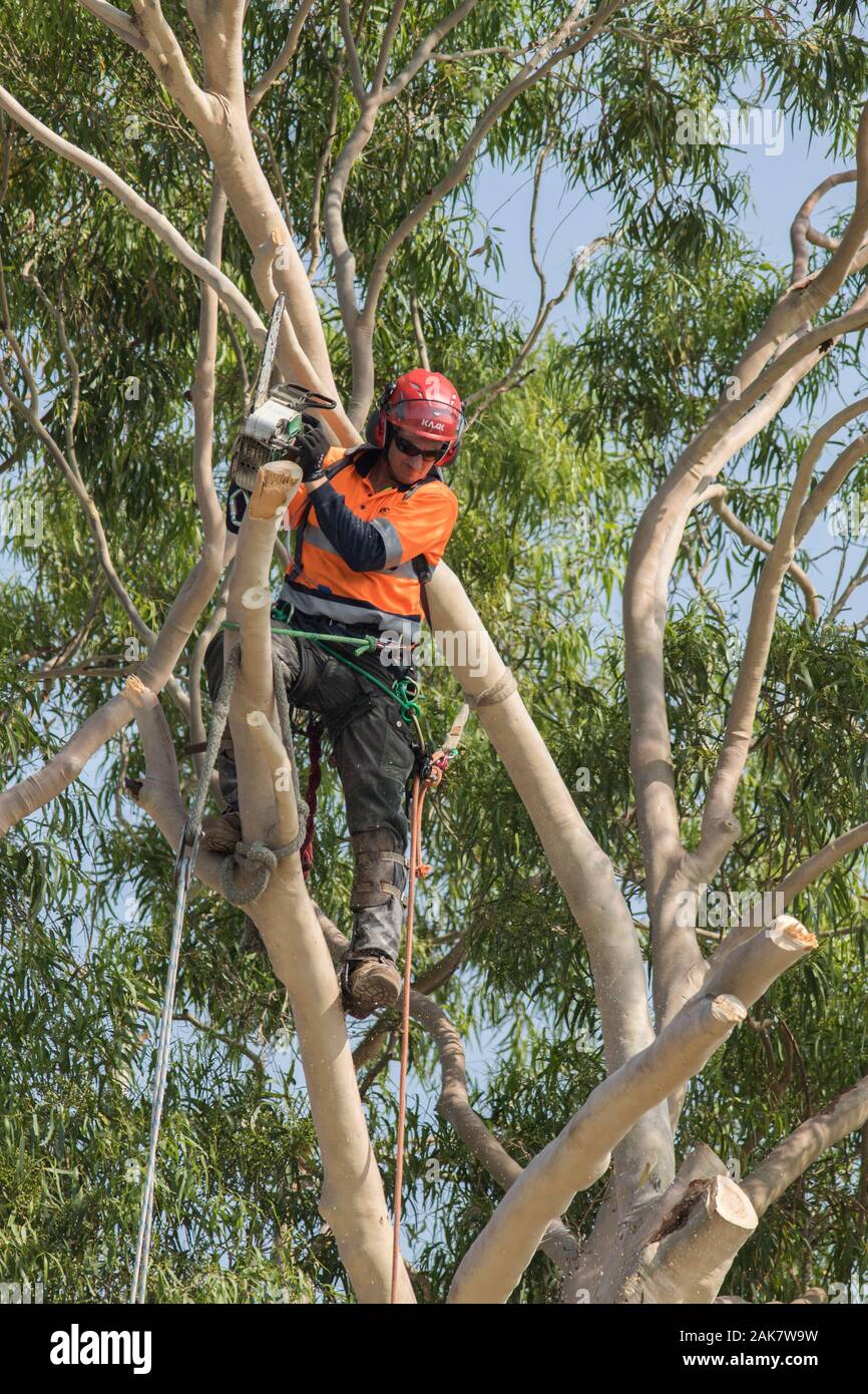 Adelaide, Australia. 8 January 2020. A tree surgeon (arborist) cutting the branches of native