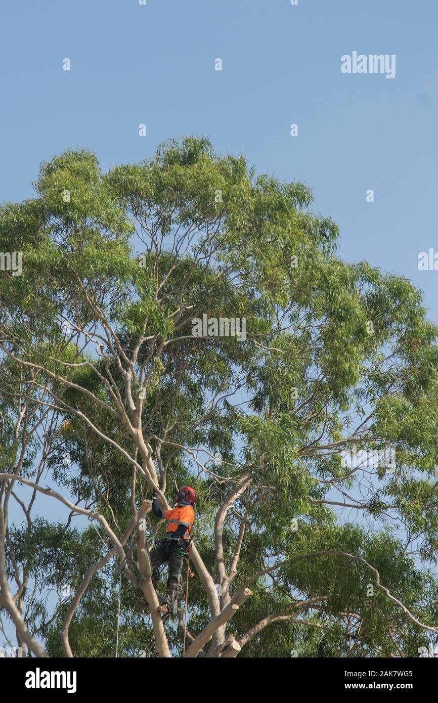 Adelaide, Australia. 8 January 2020. A tree surgeon (arborist) cutting the branches of native