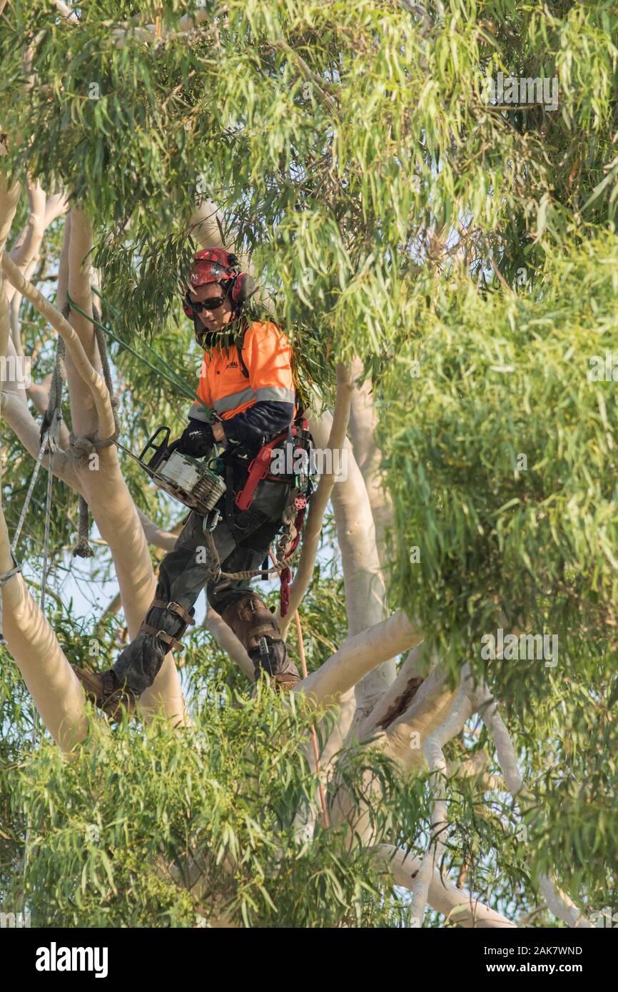 Adelaide, Australia. 8 January 2020. A tree surgeon (arborist) cutting