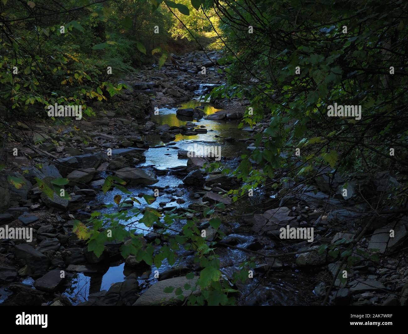 A little stream with rocks, pebbles and boulders meanders through a forest with green and gold foliage. Stock Photo