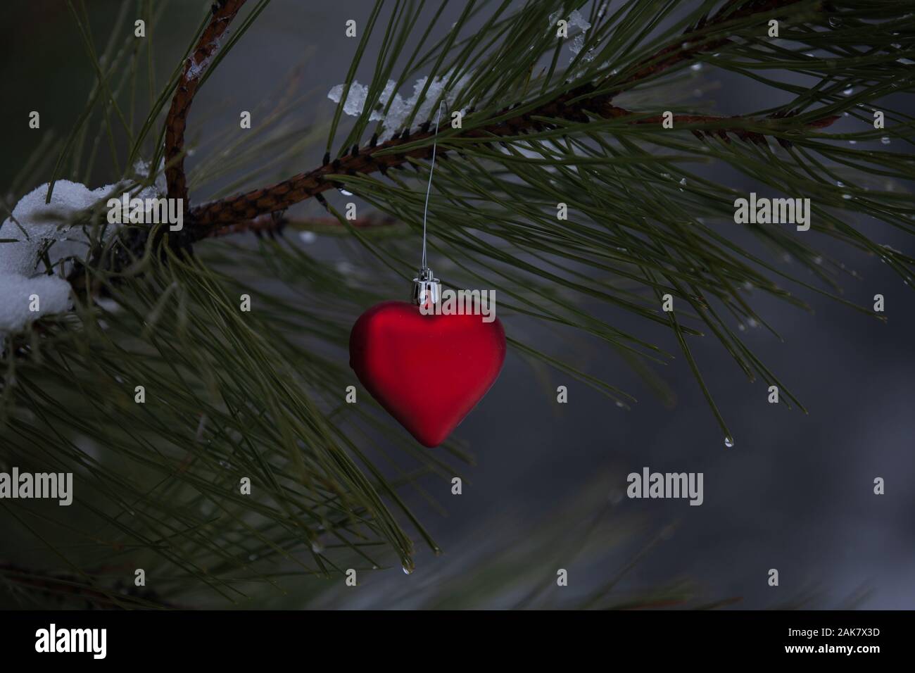 Red heart shaped Christmas ornament on the branch of a snow and water droplet covered pine tree branch Stock Photo