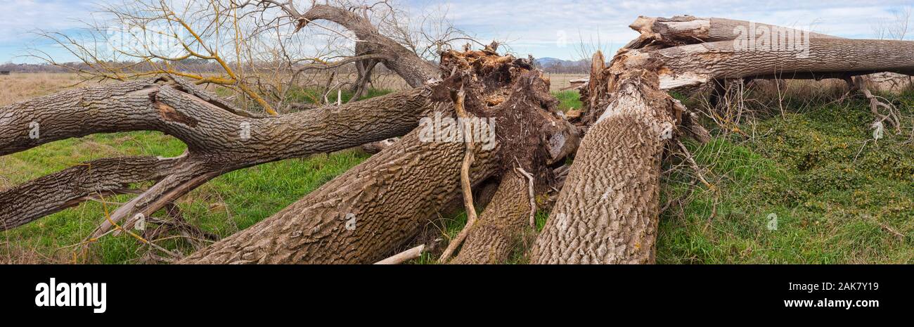 Death of a huge tree: Black Poplar. Stock Photo