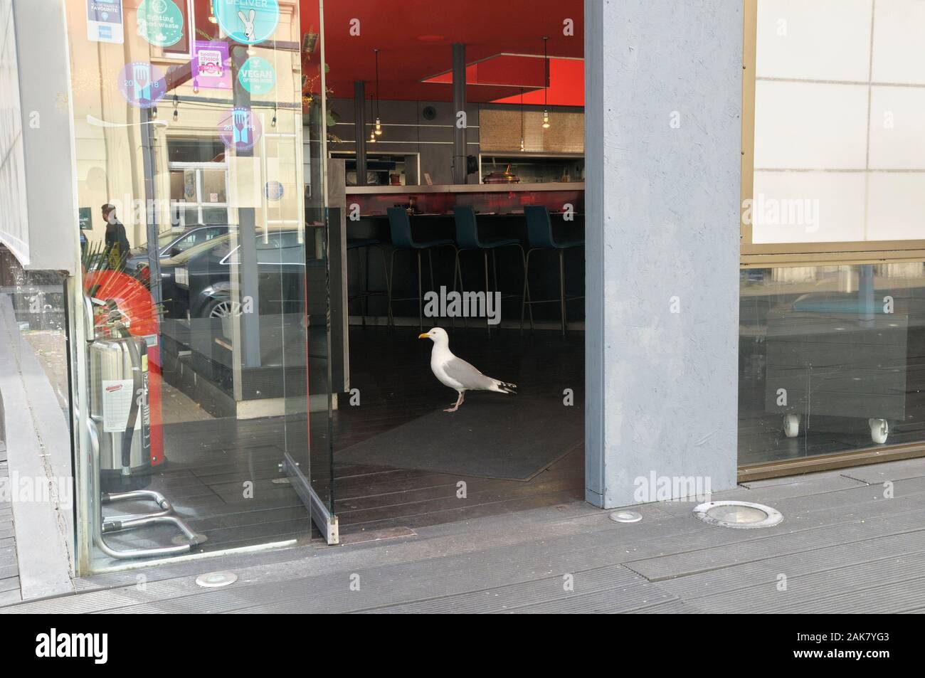 Surreal sighting of a seagull (herring gull) spotted inside a restaurant, Brighton, East Sussex, England, UK Stock Photo
