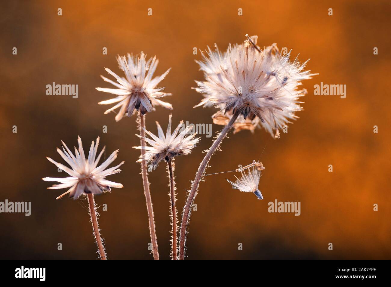 The dried dandelion seeds Stock Photo Alamy