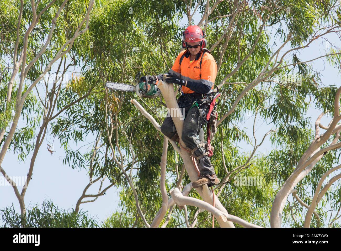 Adelaide, Australia. 8 January 2020. A tree surgeon (arborist) cutting the branches of native