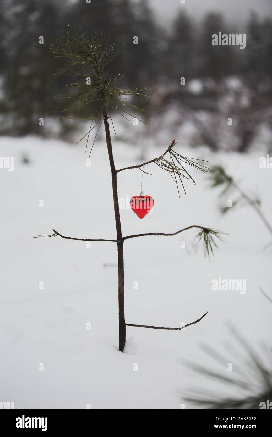 A young lone small pine tree with a heart shaped Christmas ornament on its branch in snow covered forest Stock Photo