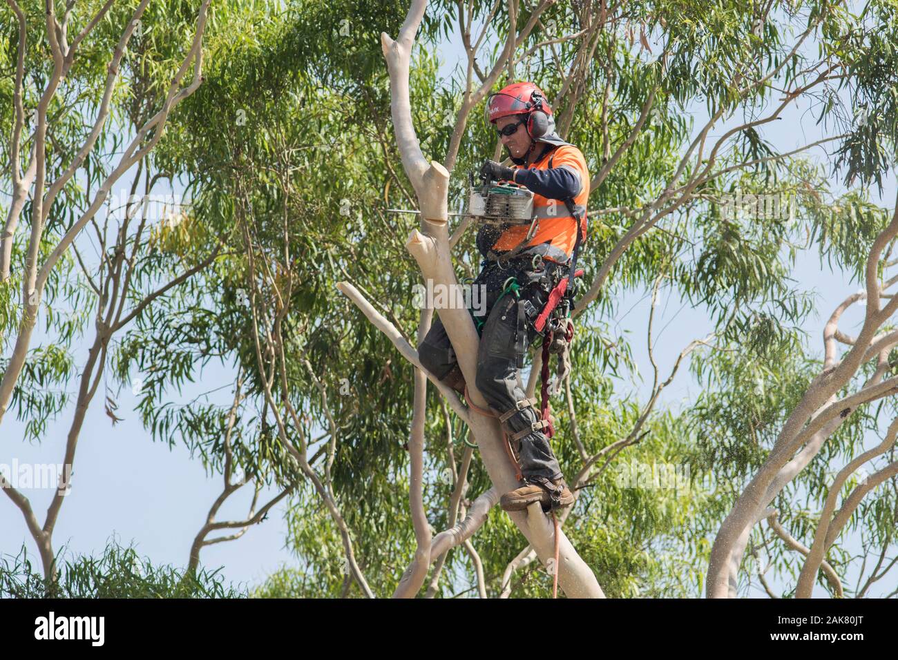 Adelaide, Australia. 8 January 2020. A tree surgeon (arborist) cutting
