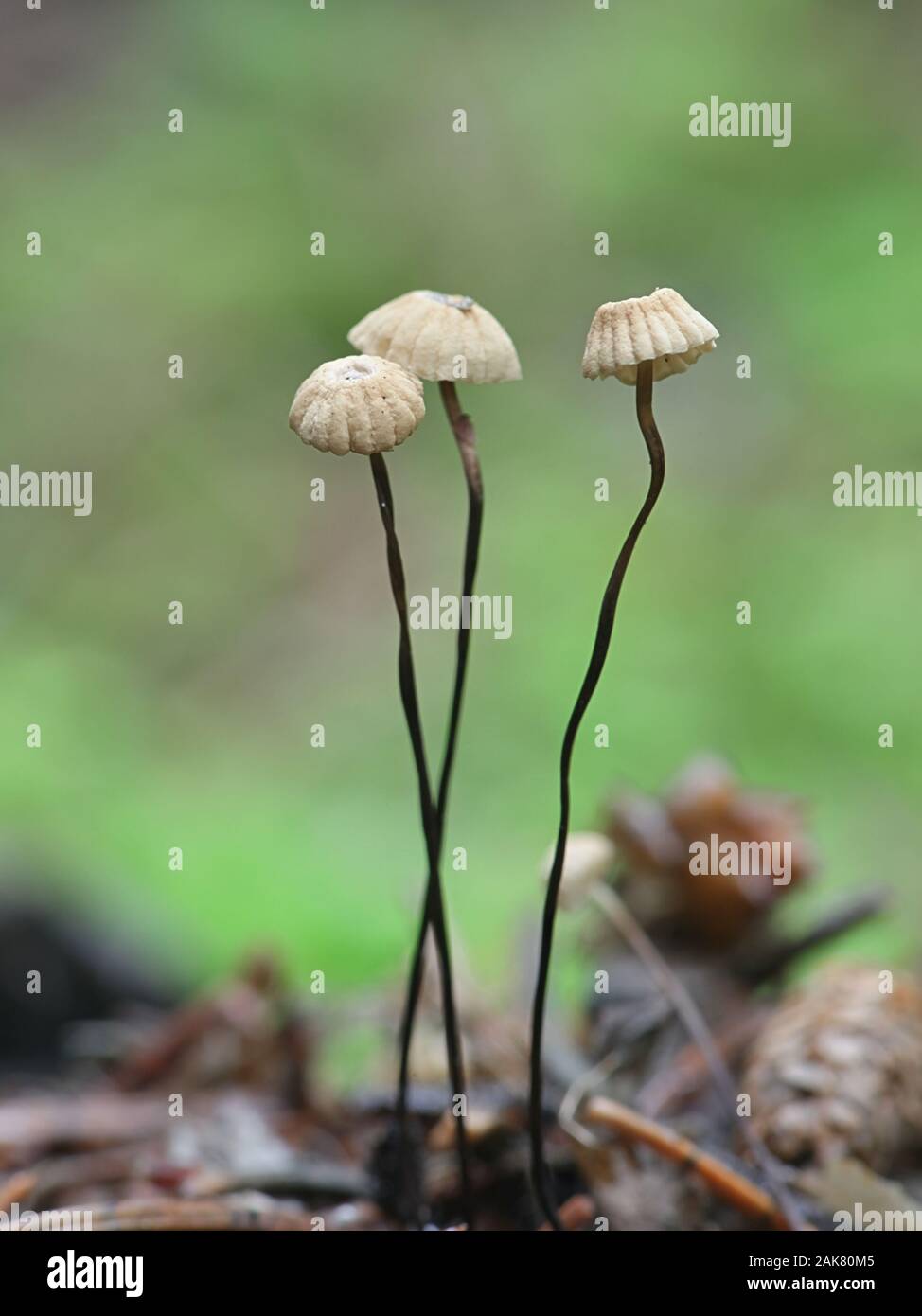 Marasmius wettsteinii, a parachute mushroom from Finland Stock Photo