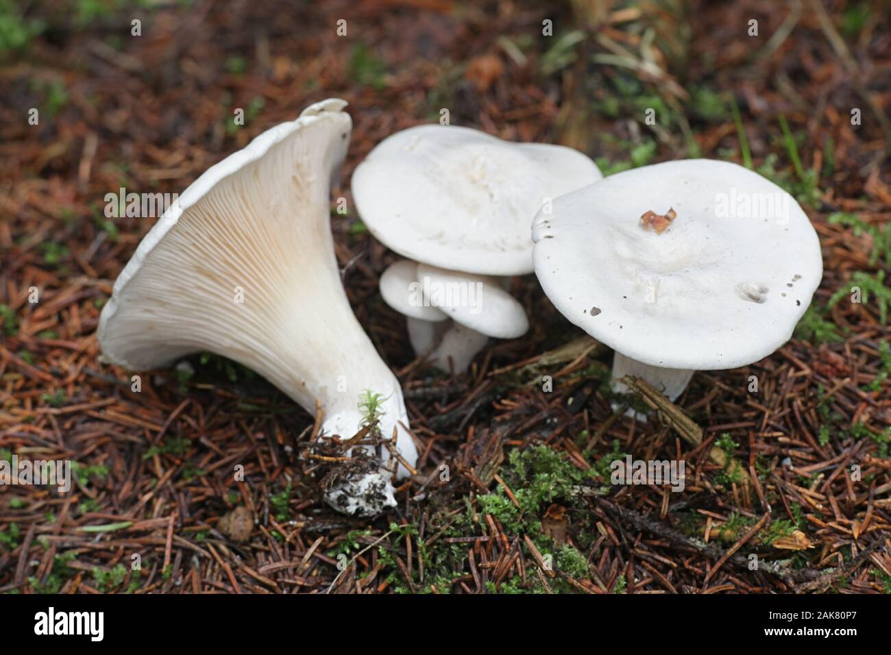 Clitopilus prunulus, known as the miller or the sweetbread mushroom, wild mushrooms from Finland Stock Photo